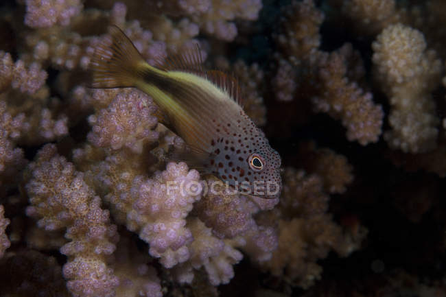 Pez halcón freakled en Acropora coral - foto de stock