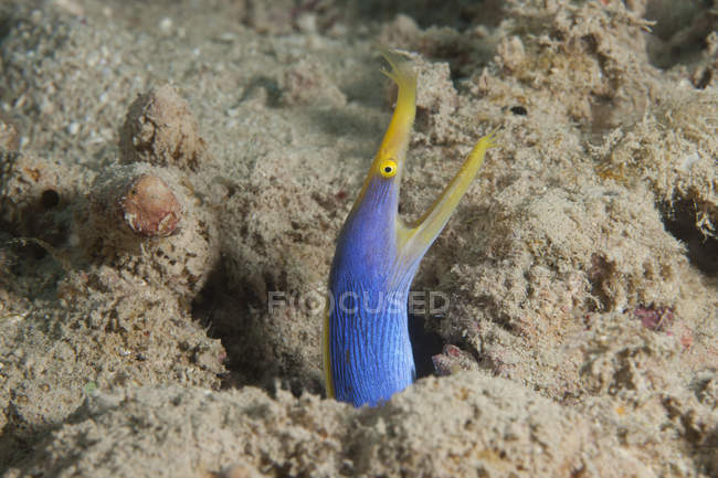 Blaue Schleife Aal mit offenem Mund — Stockfoto