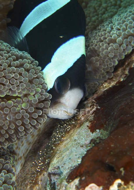Анемонова риба доглядає за яйцями — стокове фото