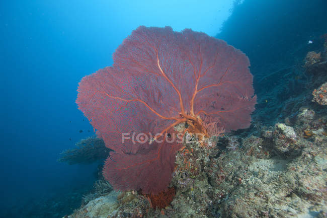 Большой красный горгонский морской вентилятор — стоковое фото