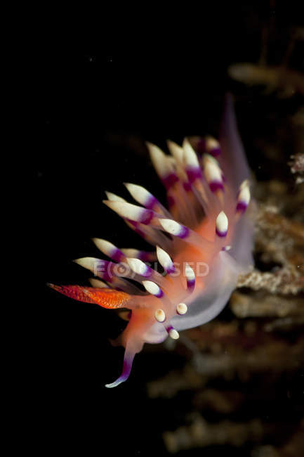 Flabellina exoptata lumaca di mare nudibranchia — Foto stock