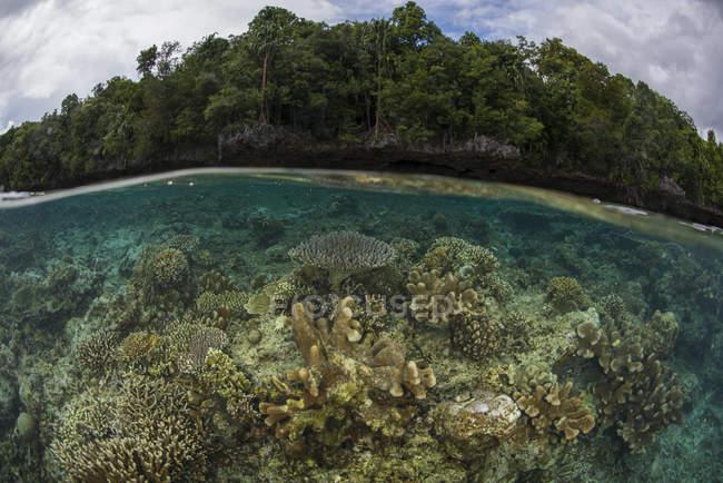Barriera corallina dura poco profonda — Foto stock