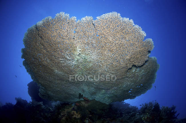 Grand corail staghorn — Photo de stock