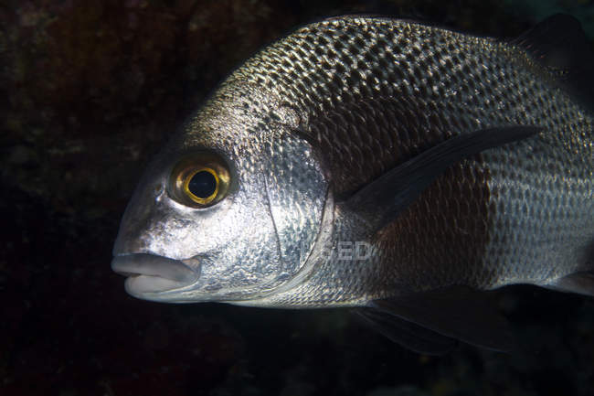 Peixes margate negros — Fotografia de Stock