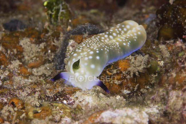 Nudibranch feeding on algae — Stock Photo