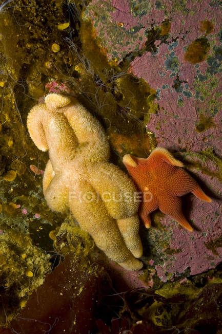Желтые и оранжевые морские звезды — стоковое фото