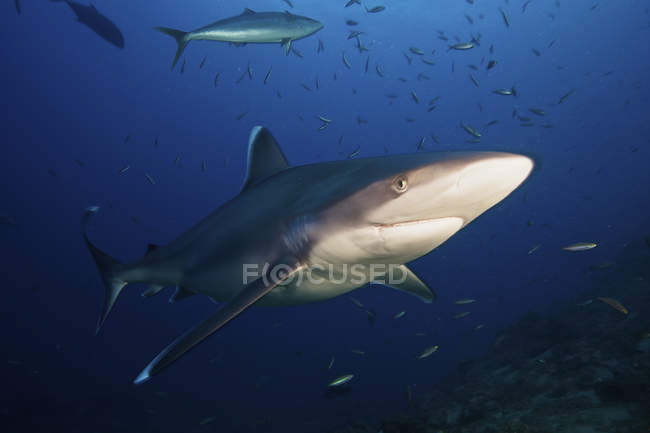 Silvertip shark swimming with bait fish — Stock Photo
