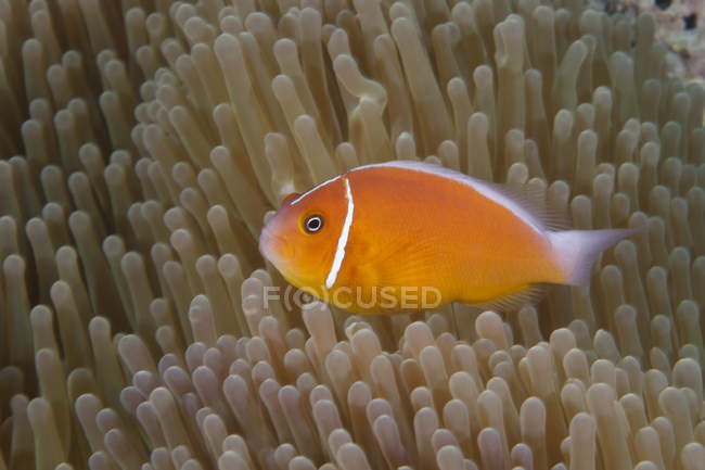 Clownfish swimming near host anemone — стоковое фото