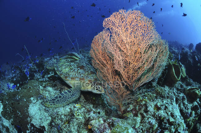 Зеленая черепаха возле морского вентилятора — стоковое фото