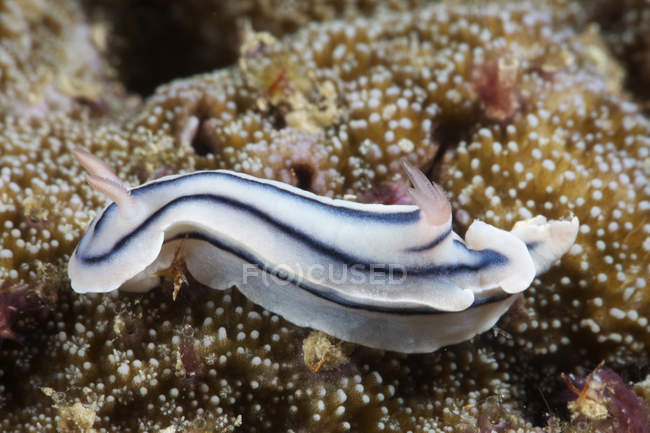 Alimentación nudibranch en arrecife - foto de stock