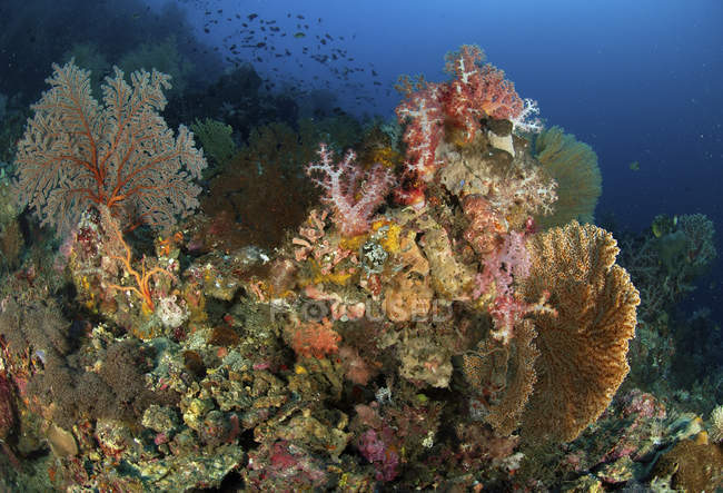 Escena de arrecife con abanicos de mar gorgonianos - foto de stock