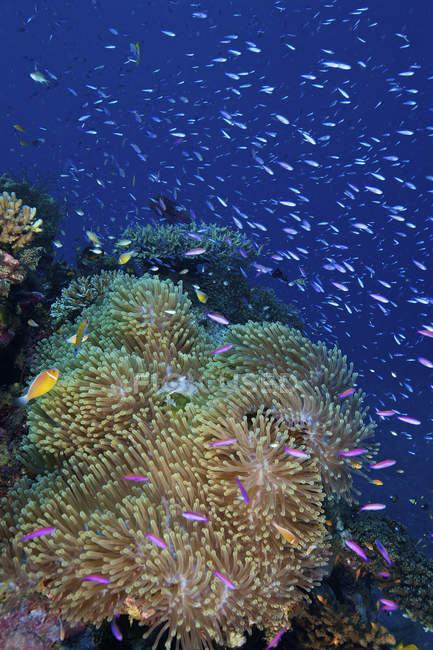 Baitfish swimming over sea anemone — Stock Photo