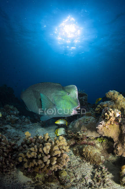 Perroquet à tête plate sur le récif corallien — Photo de stock