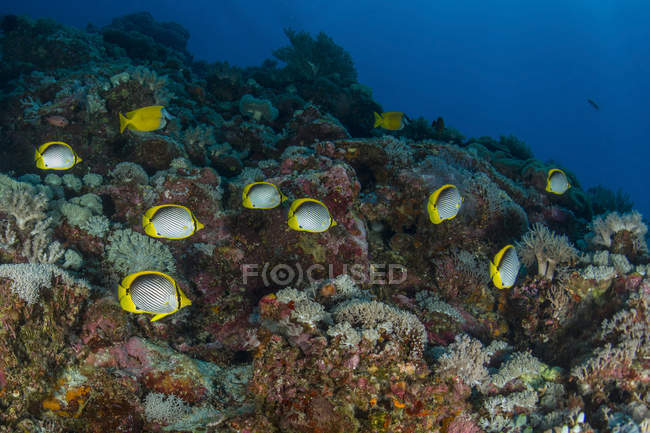 Butterflyfish e peixes de coelho sobre recifes — Fotografia de Stock