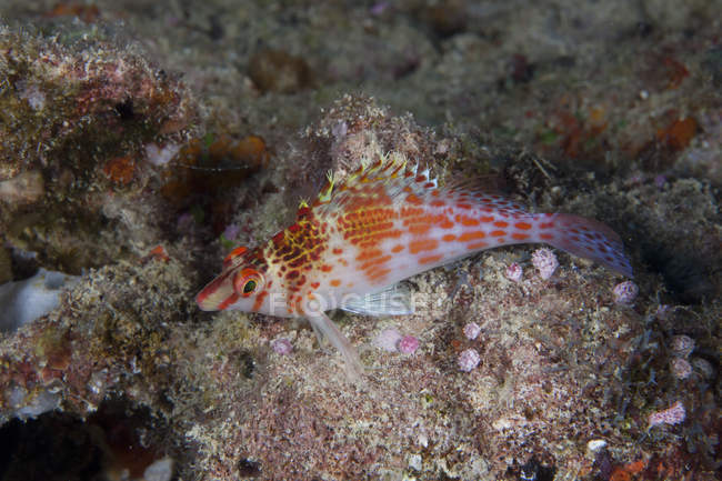 Dwarf hawkfish on seabed — Stock Photo