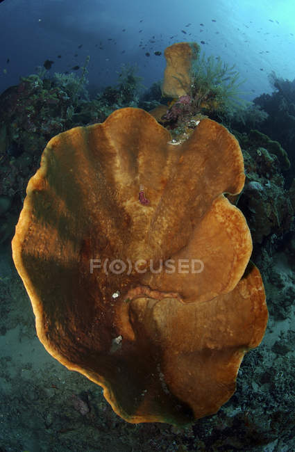 Orange and brown sponge — Stock Photo