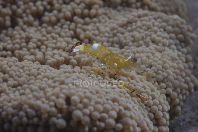 Popcorn-Garnelen auf Anemone — Stockfoto
