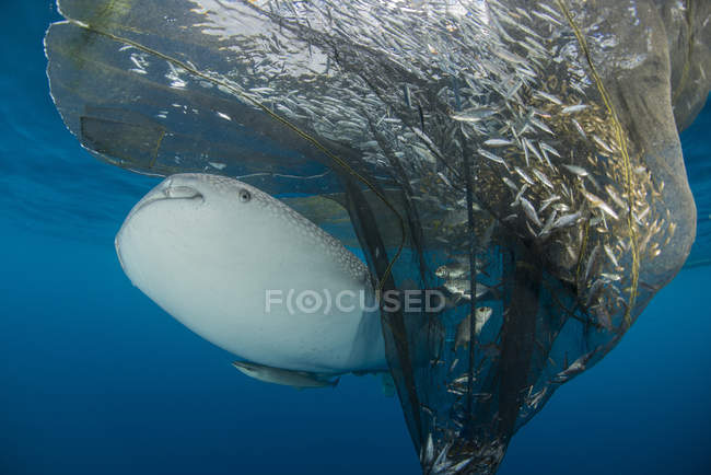 Squalo balena che nuota sotto le reti da pesca — Foto stock