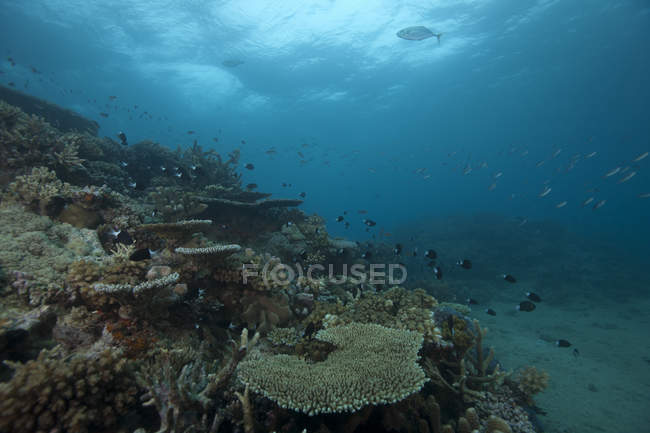 Korallen bedecken Riff in Beqa-Lagune — Stockfoto