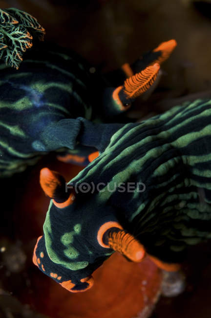 Mating Nembrotha kubaryana sea slugs — Stock Photo