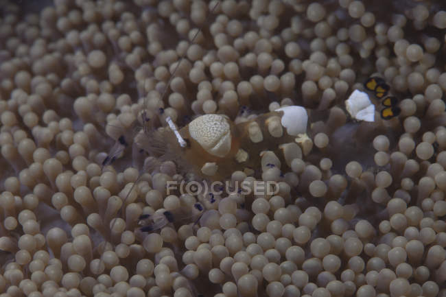 Popcorn shrimp on anemone — Stock Photo