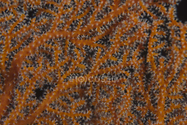 Gorgonian sea fan polyps — Stock Photo