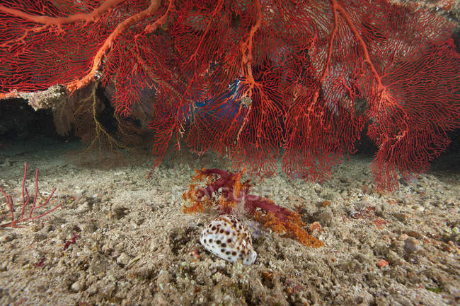 Gorgonian mer fan et tigre cowrie — Photo de stock