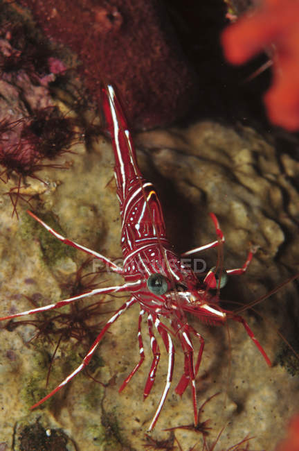Red and white hingebeak shrimp — Stock Photo
