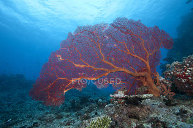 Grande fan del mare gorgoniano — Foto stock