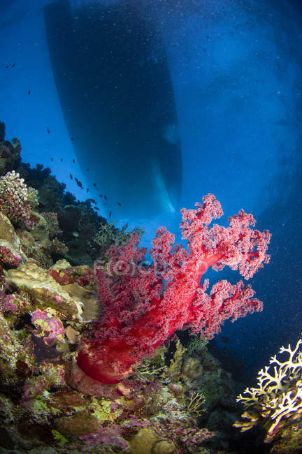 Красные мягкие кораллы с силуэтом корабля — стоковое фото