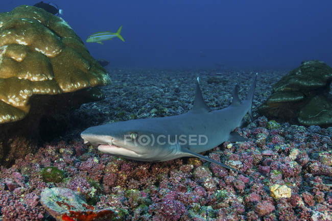 Tiburón de arrecife blanco sobre corales - foto de stock