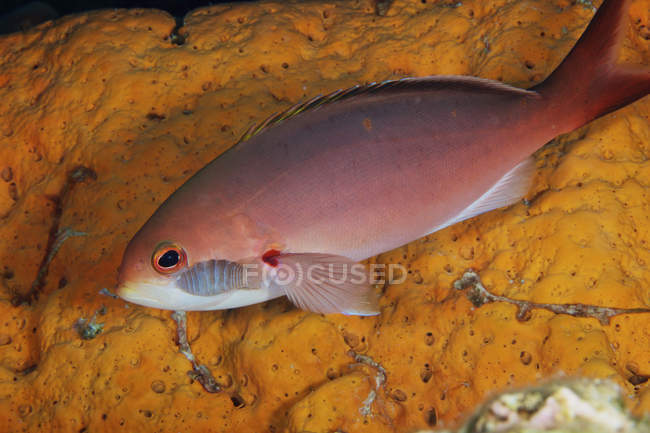 Isopod feeding on creolefish — Stock Photo