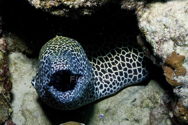 Honeycomb moray eel — Stock Photo
