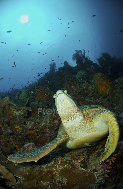 Tortuga verde en arrecife - foto de stock