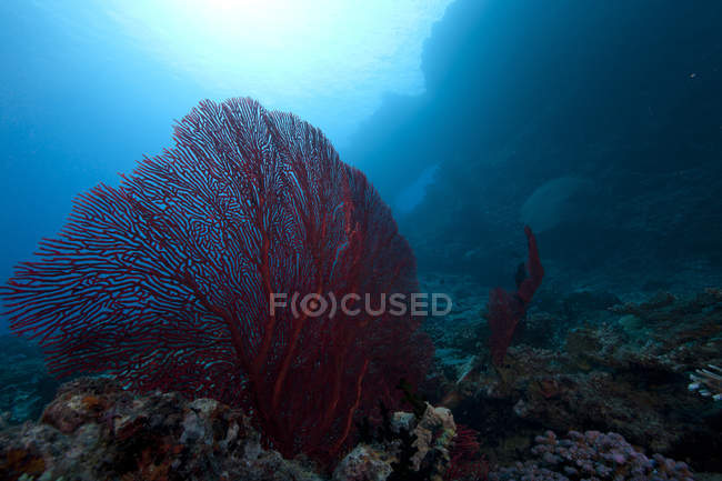 Abanico de mar rojo gorgoniano en el arrecife de Fiji - foto de stock