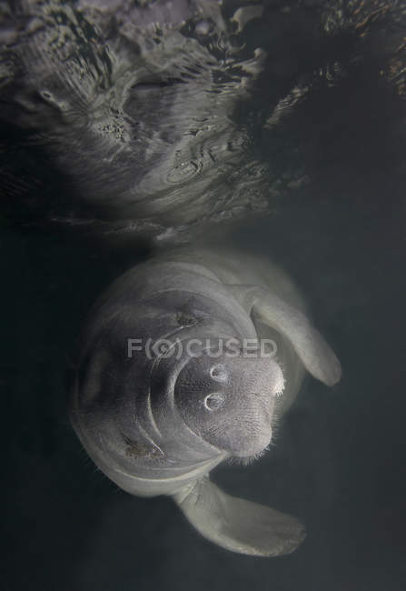 Florida Manatee in waters of Kings Bay — Stock Photo