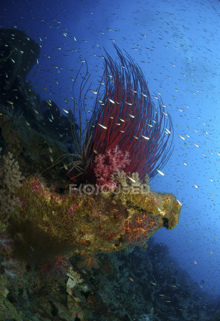 Escena de arrecife con corales y peces - foto de stock