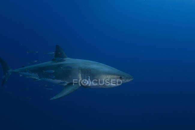 Hombre gran tiburón blanco - foto de stock