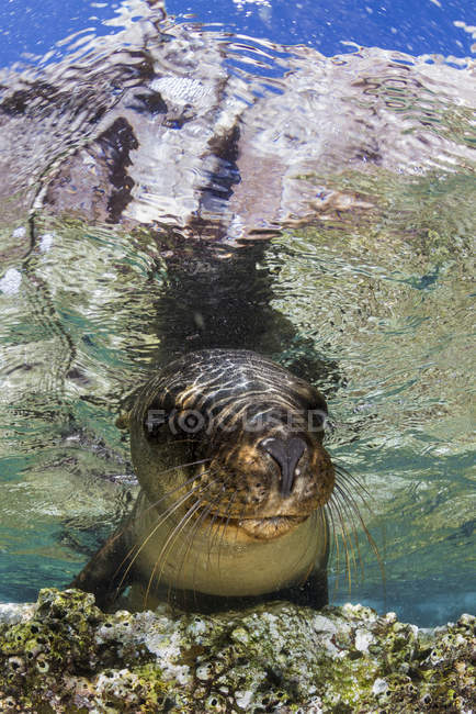 León marino nadando en aguas cristalinas - foto de stock