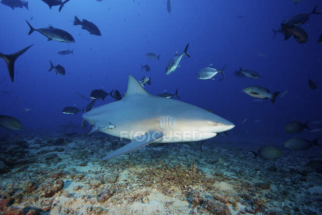 Bull shark surrounded by fish — Stock Photo