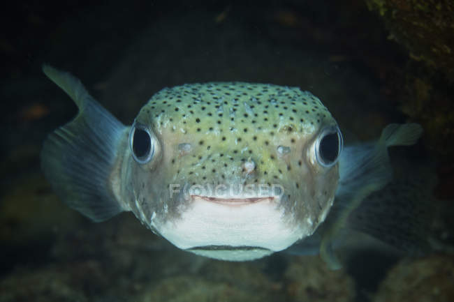 Inquisitiva porcupinefish headshot - foto de stock