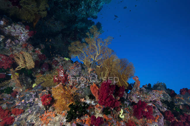 Мягкие кораллы и горгонские морские болельщики — стоковое фото