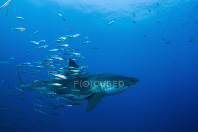 Grand requin blanc et poissons-appâts — Photo de stock