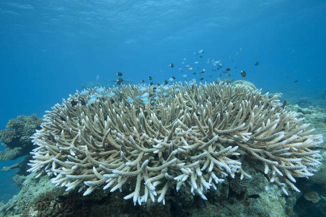 Стоні коралів в лагуни Бека — стокове фото