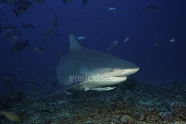 Бычья акула в окружении рыбы — стоковое фото