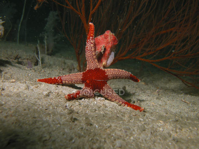 Красная морская звезда на песчаном дне — стоковое фото