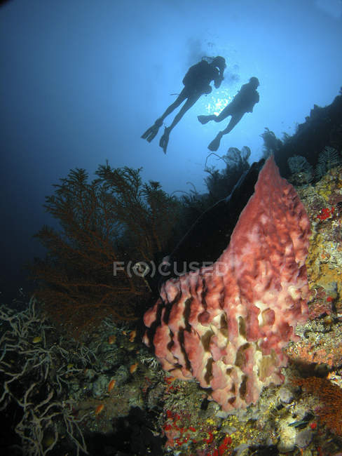 Divers hovering over barrel sponge — Stock Photo