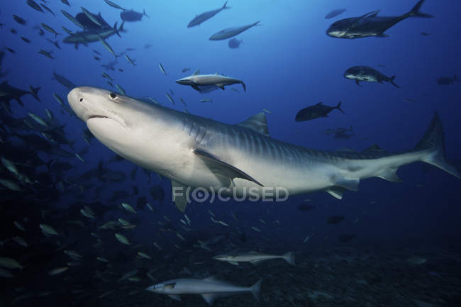 Tubarão tigre nadando com isca de peixe — Fotografia de Stock
