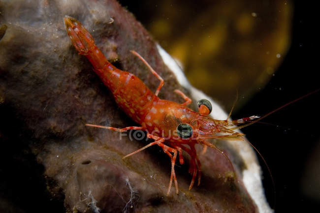 Red shrimp with green eyes — Stock Photo