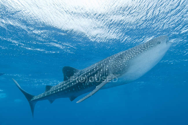 Tiburón ballena cerca de Atolón Ari y Macho - foto de stock
